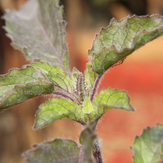 Tulsi